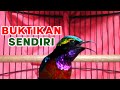 Suara Burung Konin Gacor Ini Pintar Memancing Konin Lain Jadi Emosi Kolibri Ninja Mp3 - Mp4 Download
