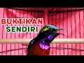 Suara Burung konin GACOR, Ini PINTAR MEMANCING konin LAIN jadi EMOSI | kolibri ninja