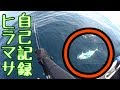 オフショアジギング ヒラマサ自己記録更新！90cmオーバー！