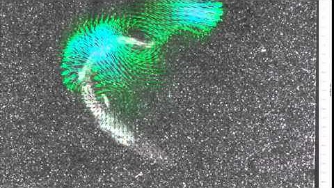 DPIV video of a stickleback doing a fast- C-start