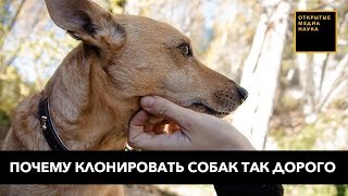«Копипаст» питомцев: почему клонирование собак такое дорогое «Копипаст» питомцев: почему клонирование собак такое дорогое
