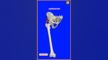 Gluteus Minimus Muscle ,Origin,Insertion,Action,Blood & Nerve supply anatomical relations,