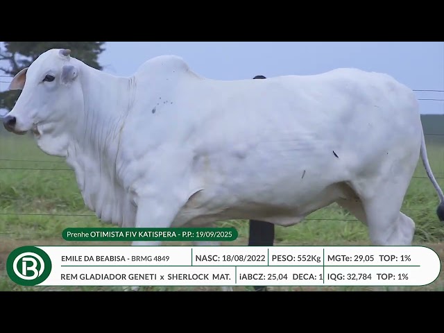 Lote 35   Leilão Beabisa – Matrizes Top Genética – 10ª Edição