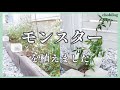 【ガーデニング初心者】お庭の冬準備／6年間放置で育ったおしゃれ植物5選