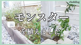 【ガーデニング初心者】お庭の冬準備／6年間放置で育ったおしゃれ植物5選