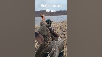 Mallards. Greenheads. Duck Hunting. #shorts #shortsvideo #duckhunting #waterfowl #goosehunting