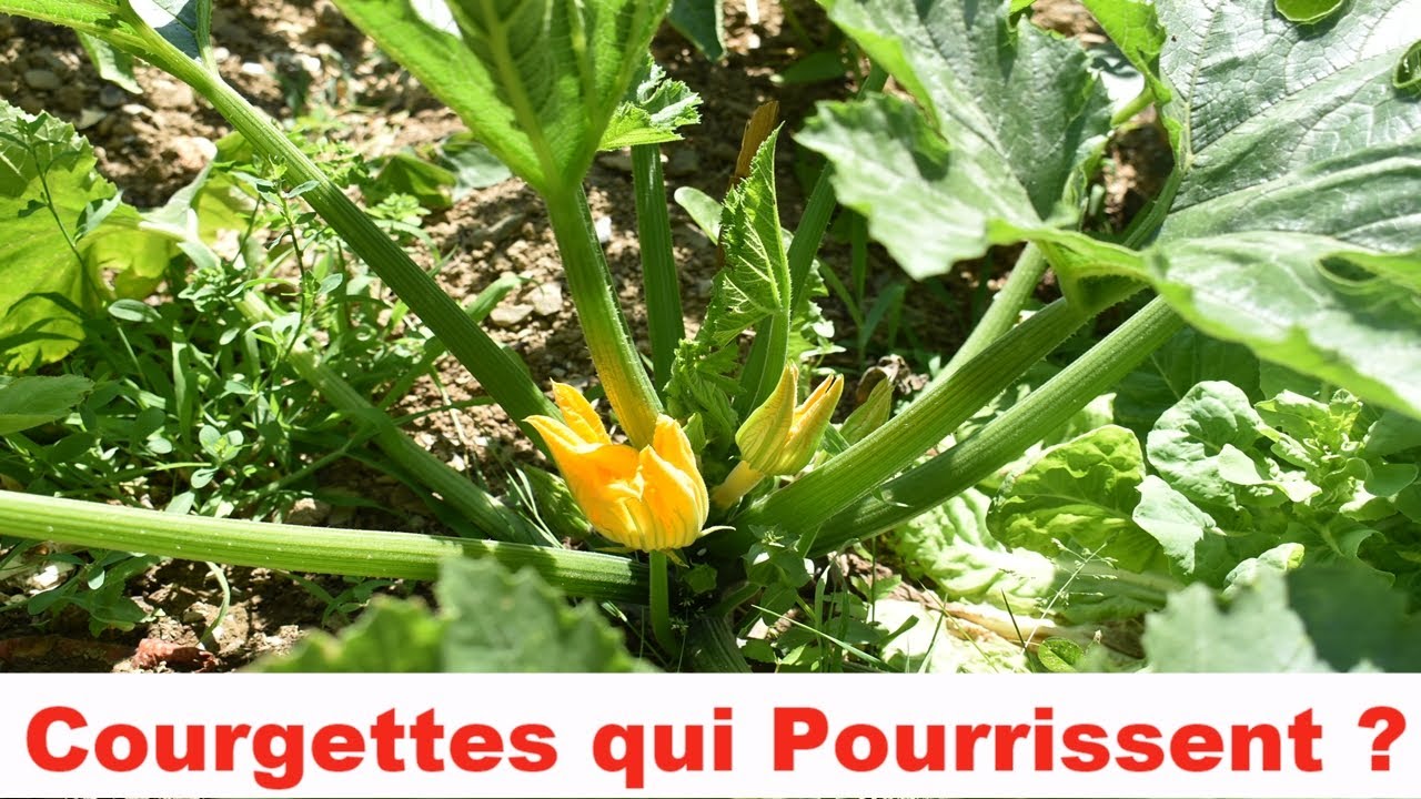 Vos courgettes pourrissent avant d'arriver à maturité? J'ai peut être la solution!!