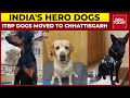 India's Hero Dogs Who Guarded Indian Embassy In Kabul Moved To Chhattisgarh | India Today