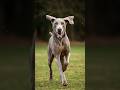 Weimaraner The Ultimate Hunting Dog – Sleek, Energetic, and Family-Friendly!