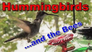 Beautiful Slow Motion Hummingbirds!!  (and some bees!)