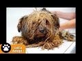 Amazing transformation of a Yorkie used at a puppy mill for breeding his entire life