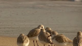 Nature: Sandpipers