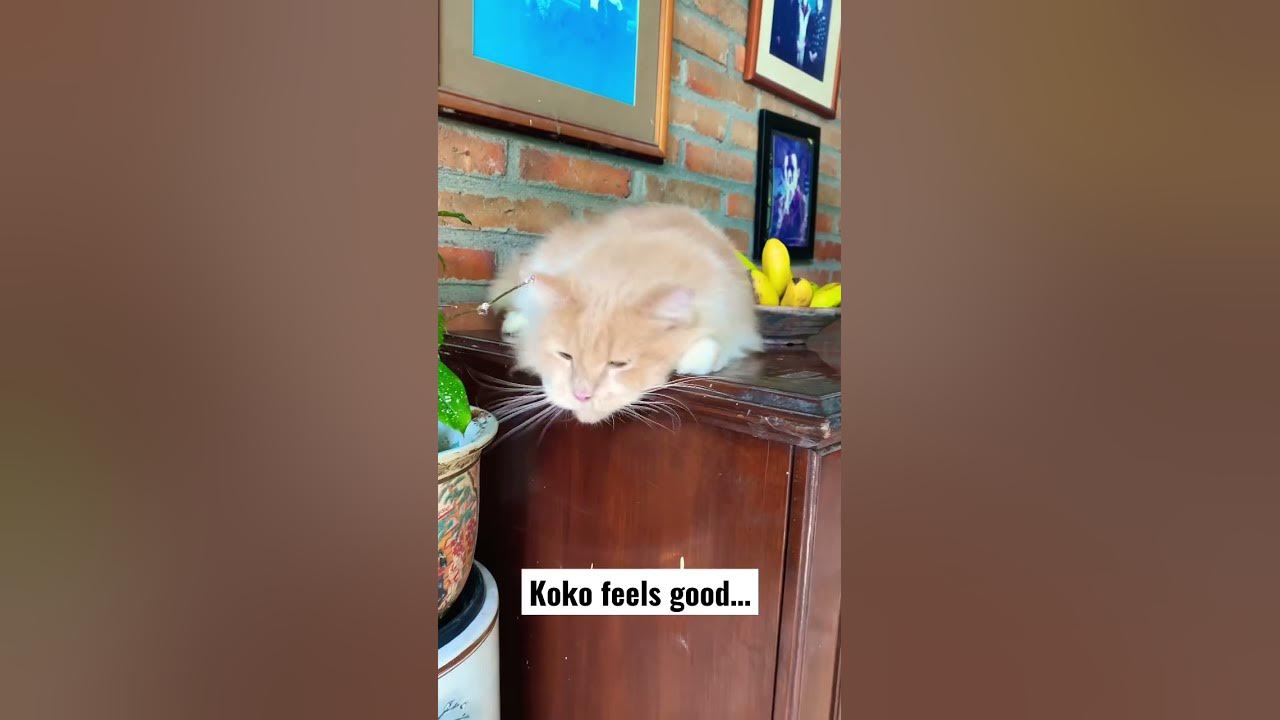 koko-the-cat-enjoying-and-rubbing-himself-on-the-cabinet-shorts-cat