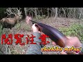 【狩猟】未公開銃撃シーン第二弾 ６頭目の鹿を射る瞬間！ 【観覧注意】