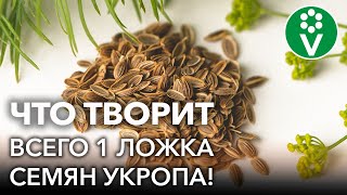 СЕМЕНА ЗДОРОВЬЯ! Всего одна ложка СЕМЯН УКРОПА и организм как новенький!