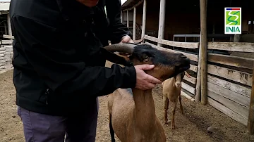 ¿Cómo identificar un animal sano?