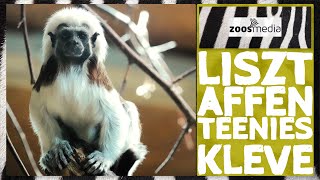 Tiergarten Kleve: Neues vom LISZTAFFEN-Nachwuchs | zoos.media