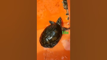 Soft Shell Turtle|Sea turtle#shorts#short