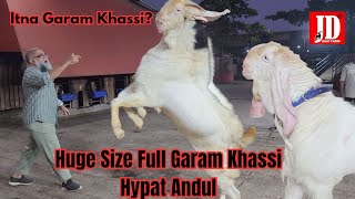 Itna Garam Khassi ! HUGE Size Khassi | Hypat Andul | JD Goat Farm