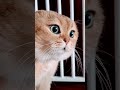 “Even in dreams, the hunt never stops.” #cats #pets