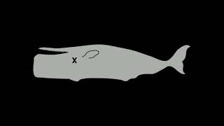 Seismic Airgun Blasting Noise ( 12 Hours of Underwater ASMR )