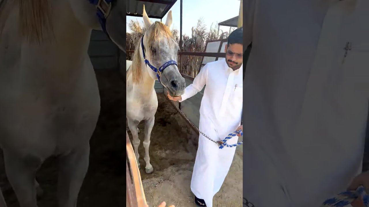 بث عصام القرني 🌟 وصله لعند شايق وركوبه الخيل ونهاية البث  ج٣