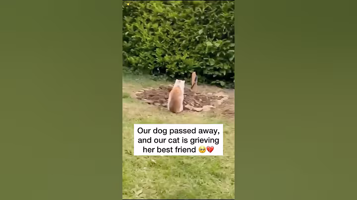 Pets grieve too 😢❤️ #pets #pet #petloss #dogloss #dog #dogs #doglover #petlossgrief #catsanddogs