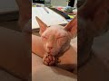 He’s so cute when he sleeps 😻 #catlife #cat #sphynx