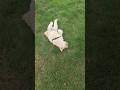 Tito &amp; Mushrooms #funny #funnydogvideos #doglife #doglove #dogshorts #dogshort #dogs #dog