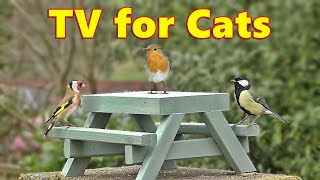 Cat TV ~ Bird Watching Videos for Cats by Paul Dinning 15,765 views 2 months ago 4 hours, 3 minutes