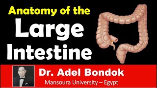 Anatomy of the Large Intestine, Dr Adel Bondok