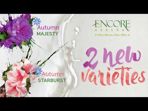New Encore Azalea Varieties for Retail 2021 - Autumn Majesty™ and Autumn Starburst™