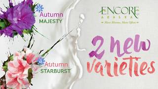 New Encore Azalea Varieties for Retail 2021 - Autumn Majesty™ and Autumn Starburst™