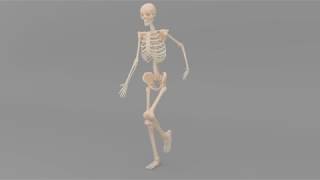 Skeleton Walk