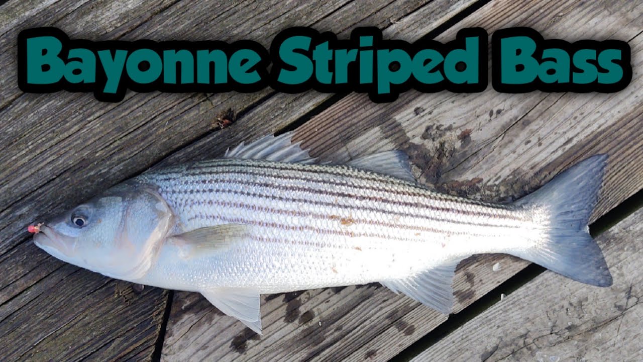 Catching Striped Bass and White Perch in Bayonne New Jersey 