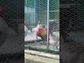 닭 Asmr 꼬끼오 닭울음소리 웃긴 재미있는 South Korea The Sound Chicken Interesting 닭 Asmr 꼬끼오 닭울음소리 웃긴 재미있는 South Korea The Sound Chicken Interesting