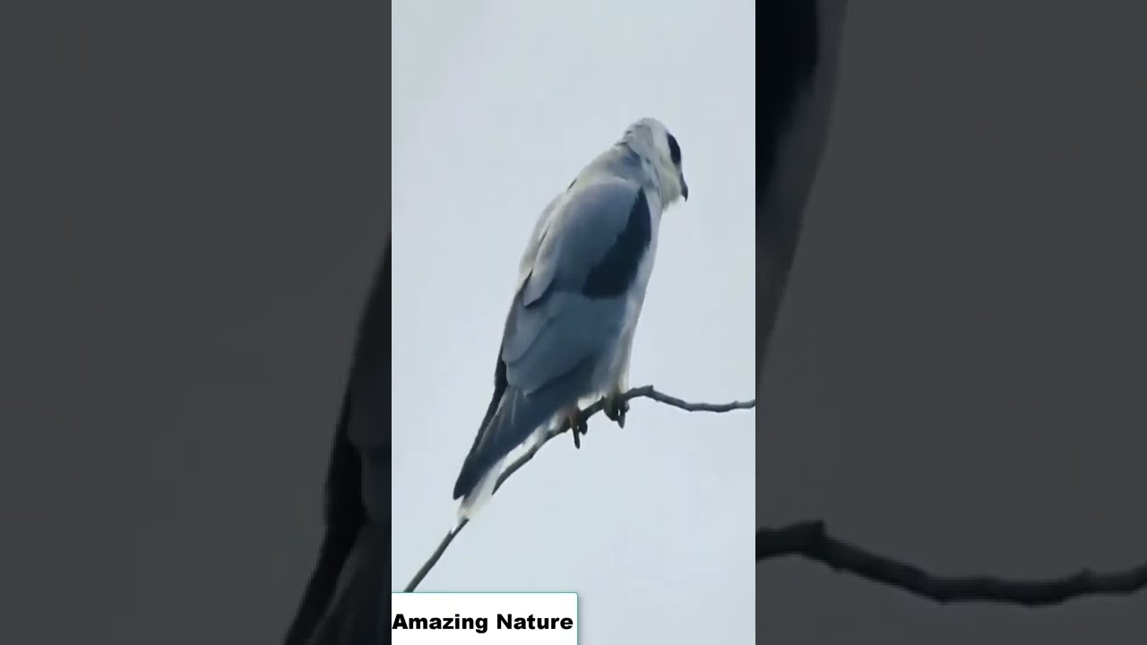 Most Amazing Birds | YouTube Shorts | Shorts | Most Beautiful Birds | UK | USA | Amazing Love Nature