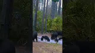 Wild Chops And Bacon Bits