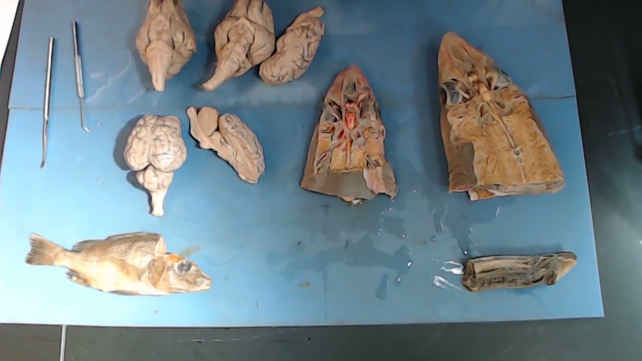 Brain and Cranial Nerve Comparative Anatomy