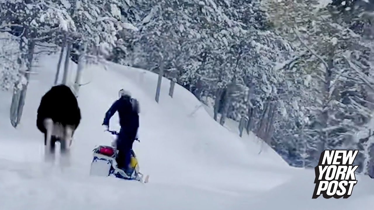 WATCH: Snowmobiler's Narrow Escape When an Angry Moose Charges in Idaho | New York Post