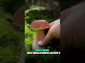 This Earth Discovery Looks Almost Alien #shorts