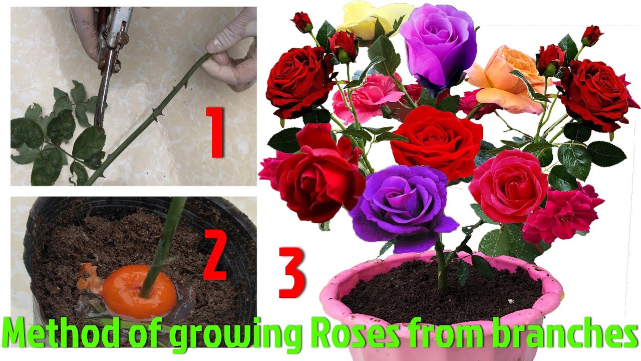 Method of growing Roses from branches, How to grow Roses with Tomato