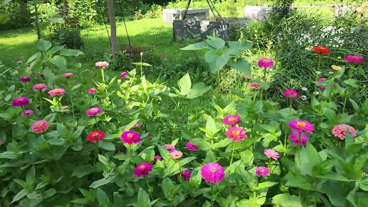 Flower Garden Tour 7/27/22 YouTube