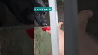 Приют волков за Кисловодском - кормим арбузами!))#волки #кисловодск #кавказ #туркавказ #shorts