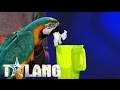 Kommer Parrotmusic att övertyga juryn i Talang 2017? - Talang (TV4)