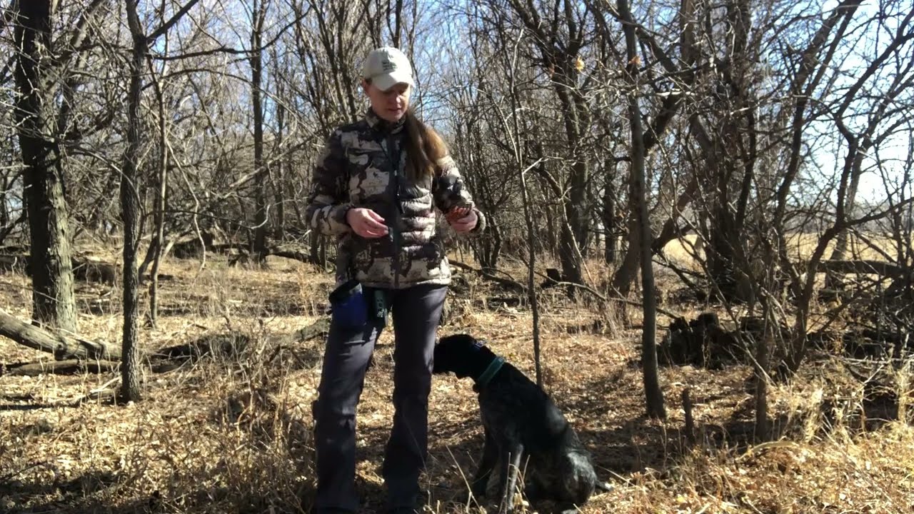 Every Single Session: Force Fetch Tutorial Videos for JGHV Dog Owners - Day 19