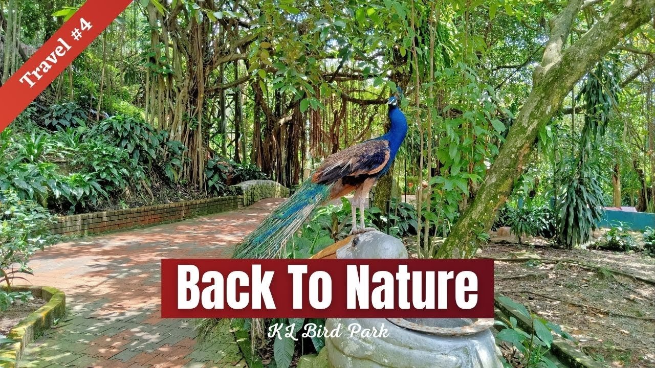 Travel to Kuala Lumpur | Kuala Lumpur Bird Park | World’s Largest Free-Flight Aviary in Malaysia