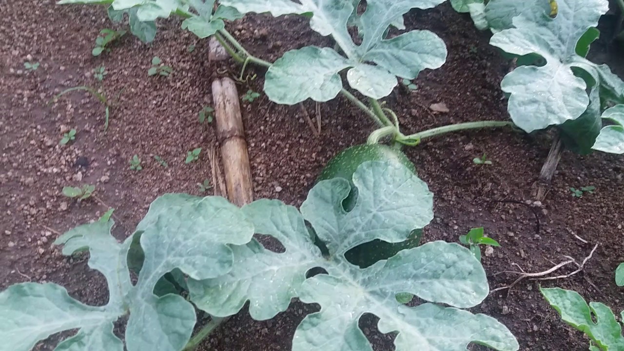 Kilimo cha matikiti hatua ya 3