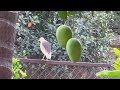 Pond heron on tour