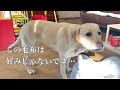 新しい毛布が好みじゃなくてしょげるラブラドールレトリーバー【前編】